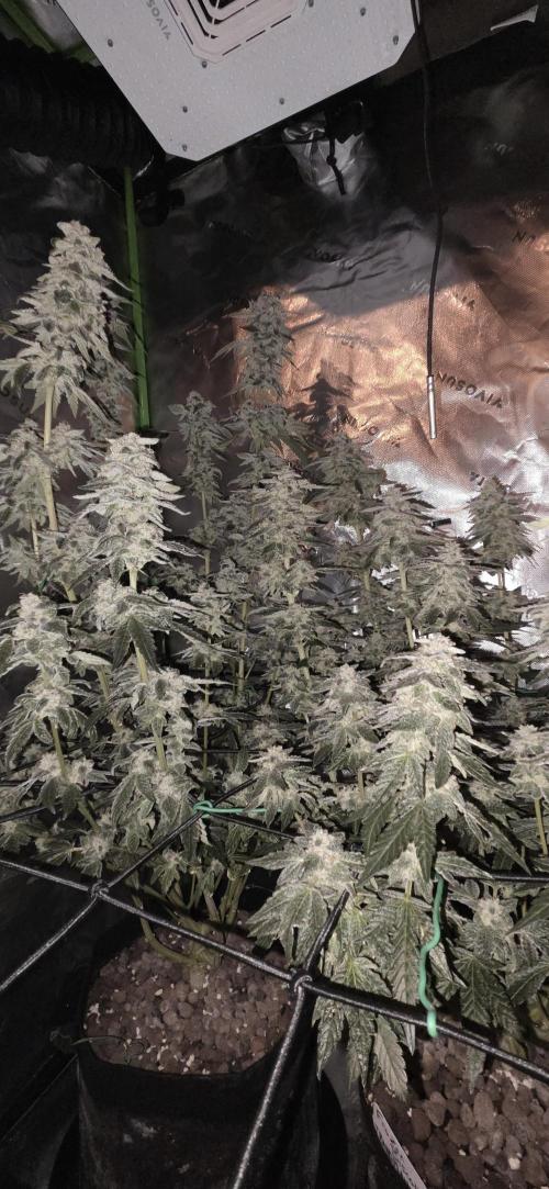 Frozen Biscotti Bag Seed. Week 15