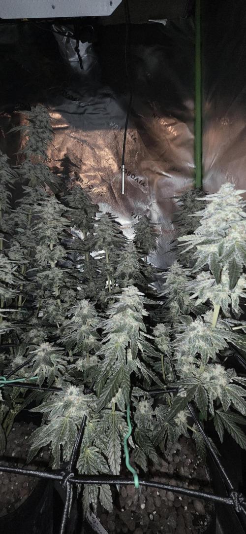 Frozen Biscotti Bag Seed. Week 15