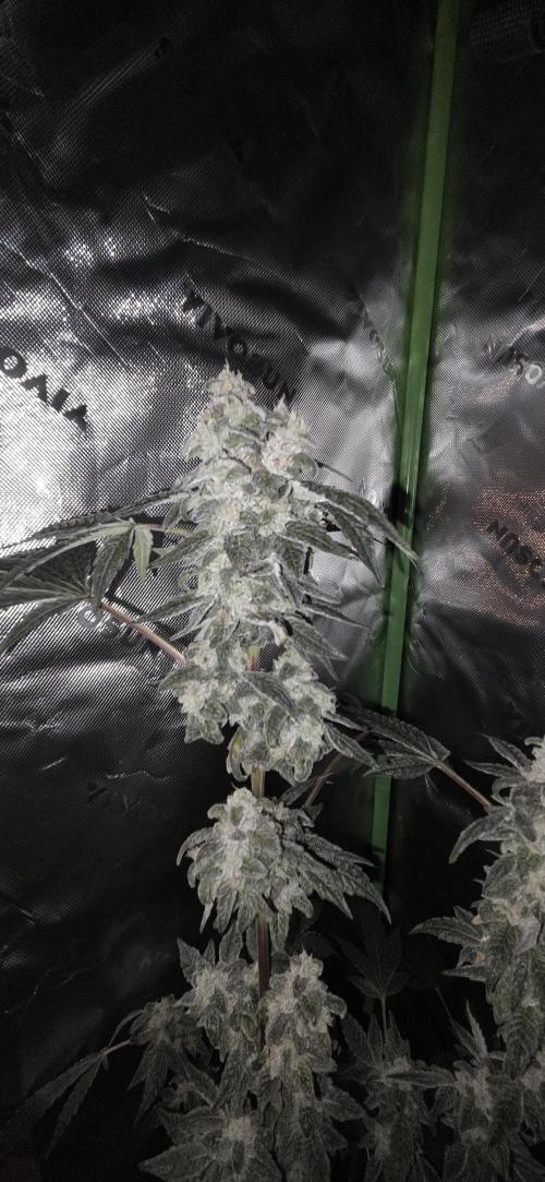 Frozen Biscotti Bag Seed. Week 15