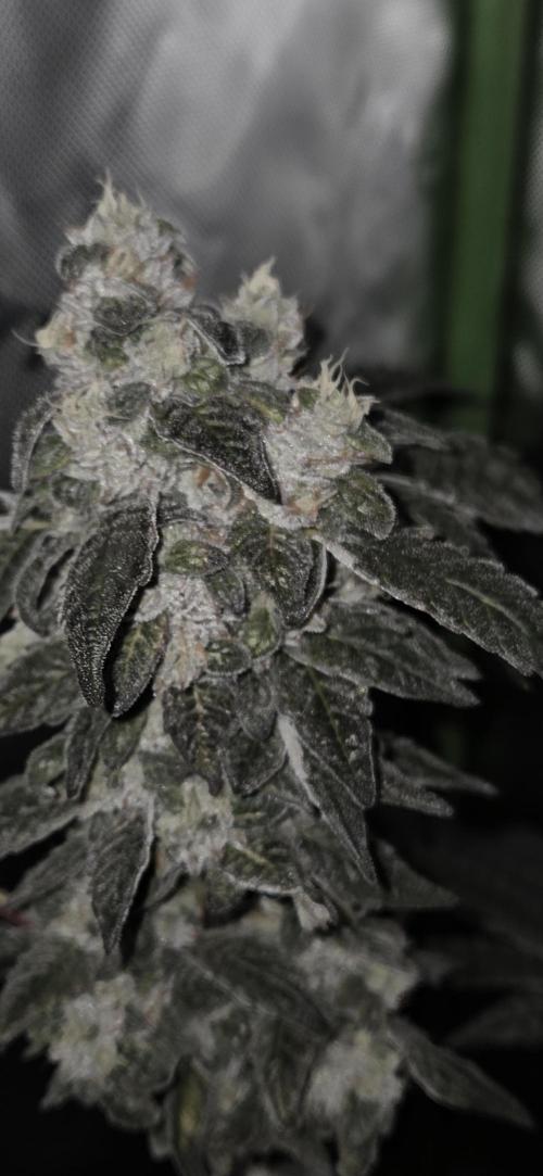 Frozen Biscotti Bag Seed. Week 15