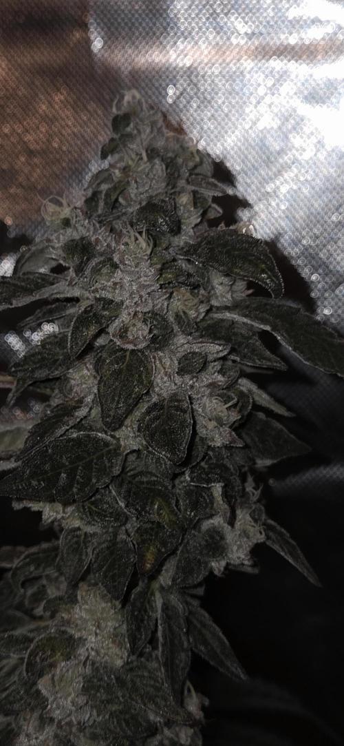 Frozen Biscotti Bag Seed. Week 15