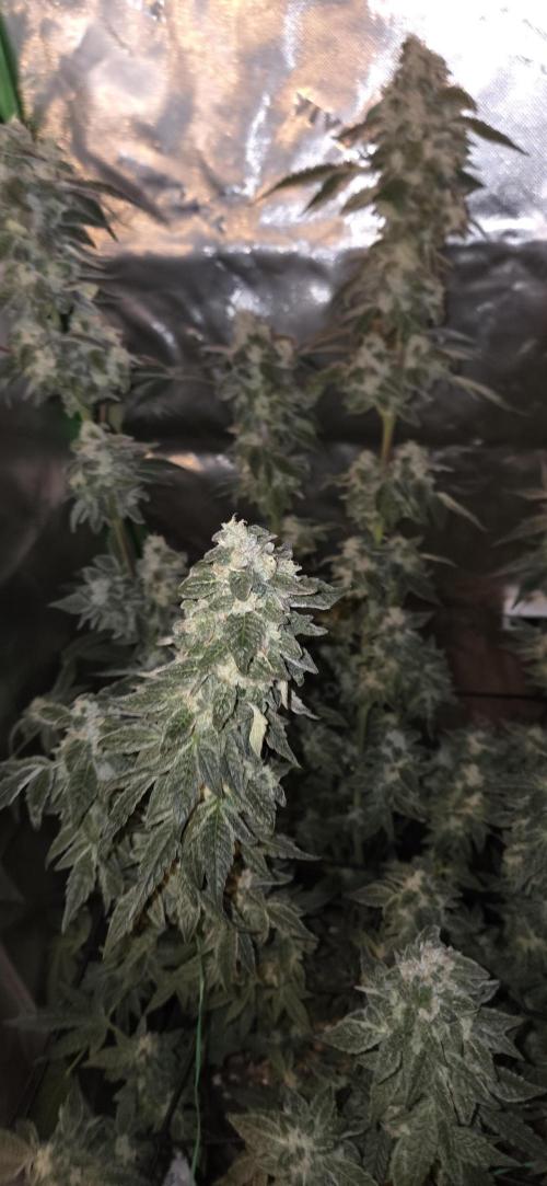Frozen Biscotti Bag Seed. Week 15