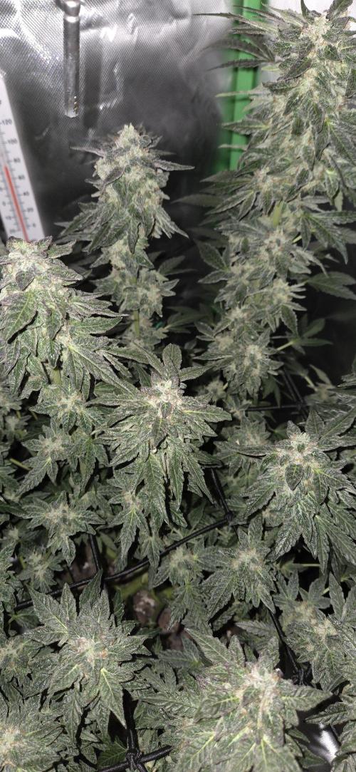 Frozen Biscotti Bag Seed. Week 15