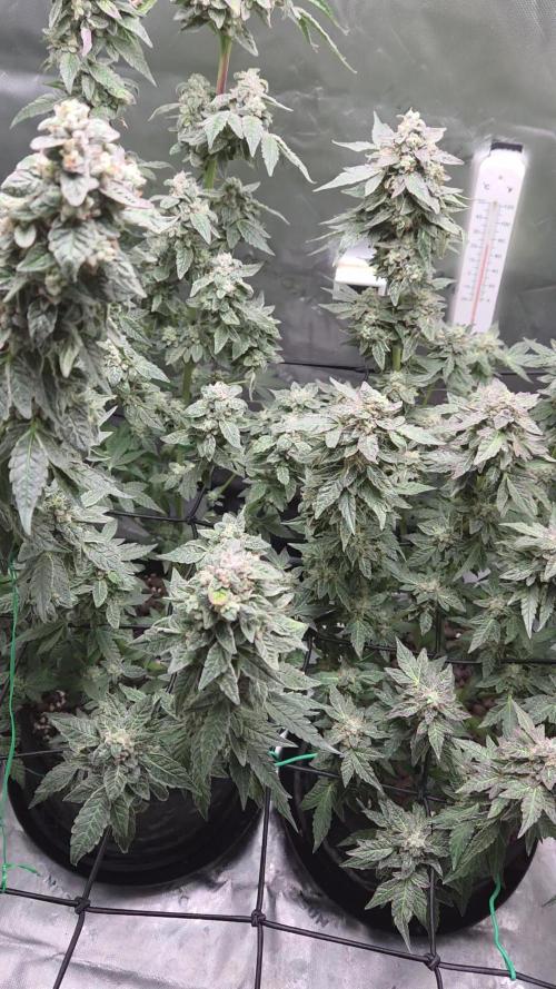 Frozen Biscotti Bag Seed