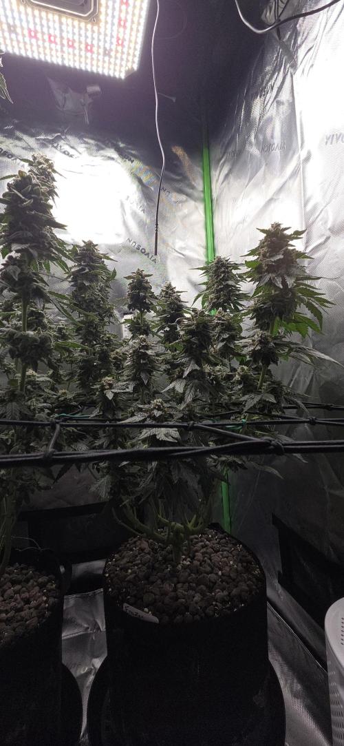 Frozen Biscotti Bag Seed. Week 17