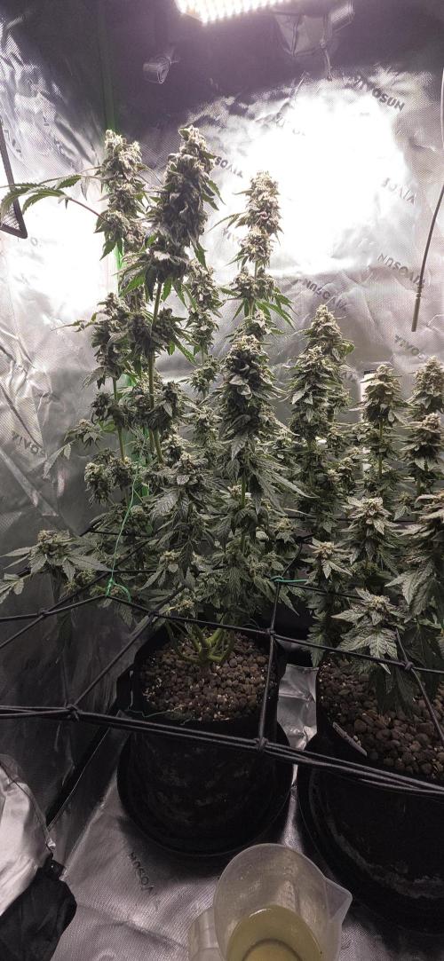 Frozen Biscotti Bag Seed. Week 17