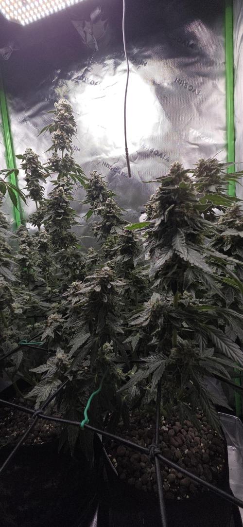 Frozen Biscotti Bag Seed. Week 17