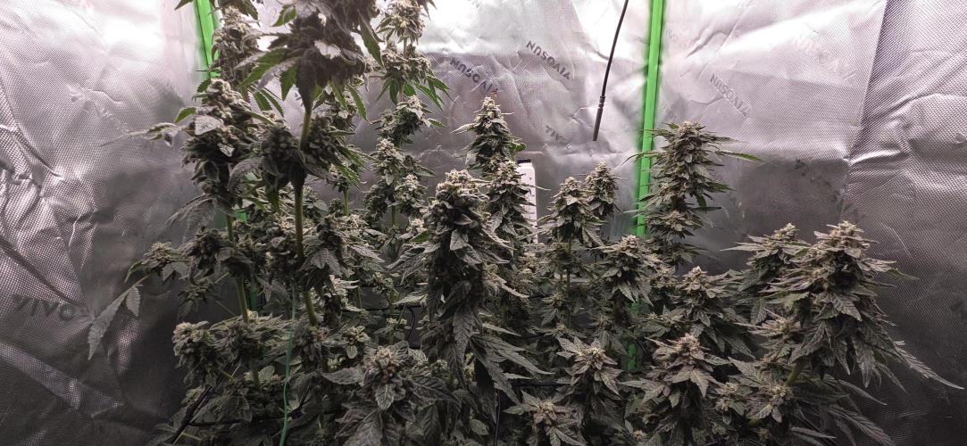 Frozen Biscotti Bag Seed. Week 17