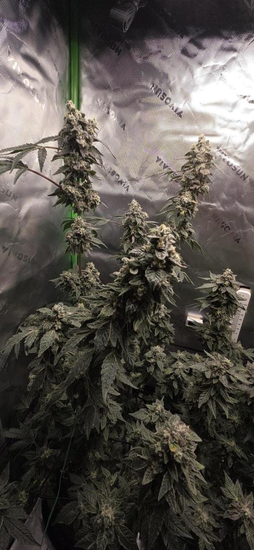 Frozen Biscotti Bag Seed. Week 17
