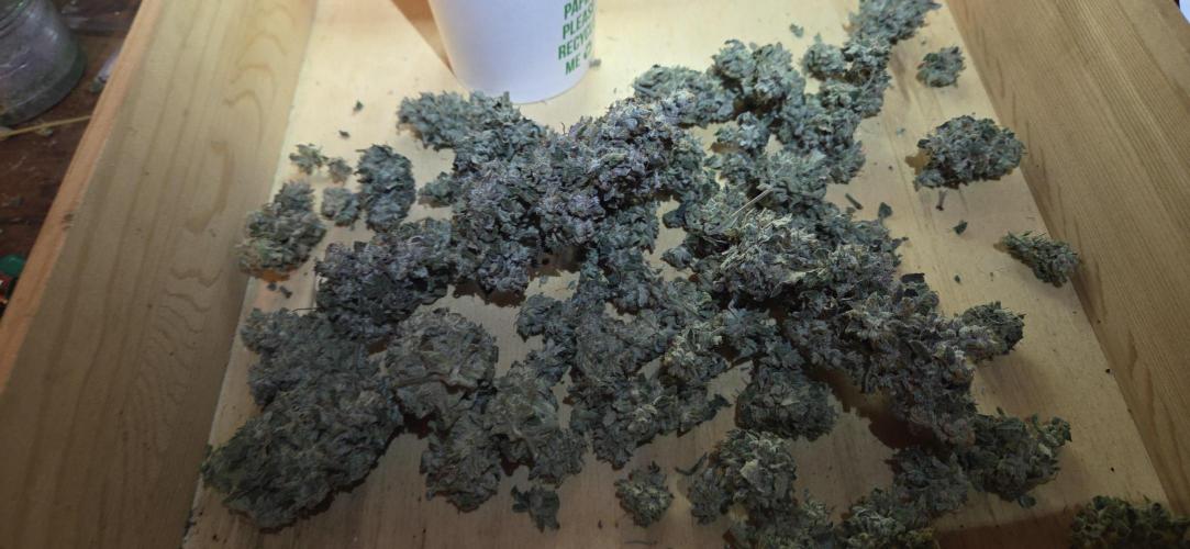 Frozen Biscotti Bag Seed. Week 18