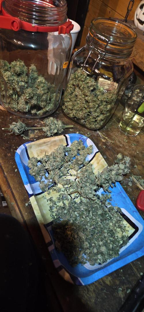 Frozen Biscotti Bag Seed. Week 18