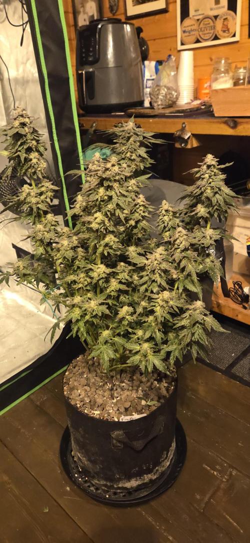 Frozen Biscotti Bag Seed. Week 18