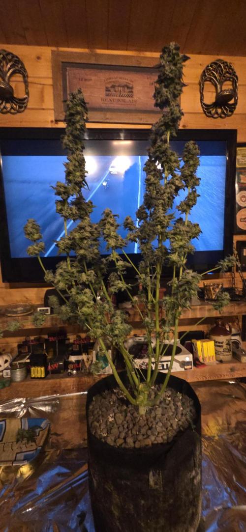 Frozen Biscotti Bag Seed. Week 18