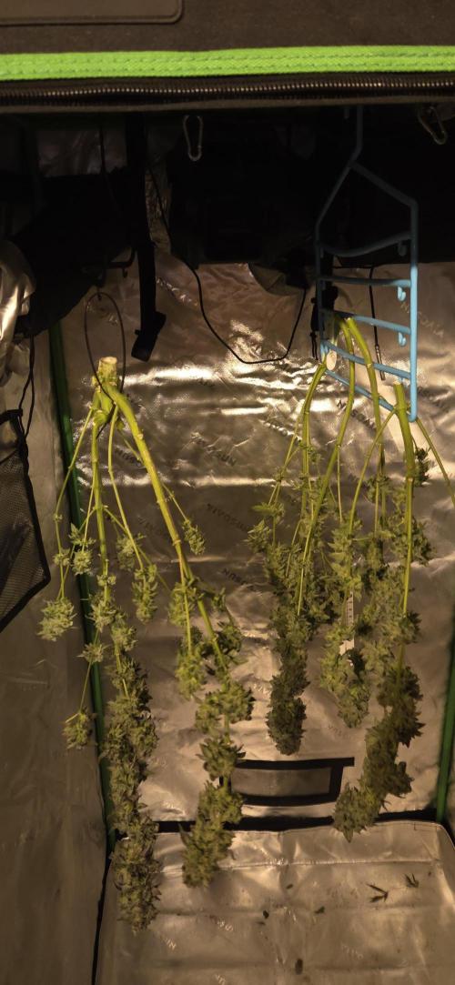 Frozen Biscotti Bag Seed. Week 18