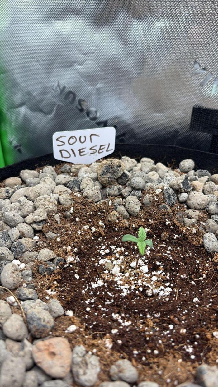 Silverleaf Auto Sour Diesel. Week 1 - 1st week Lets Go!