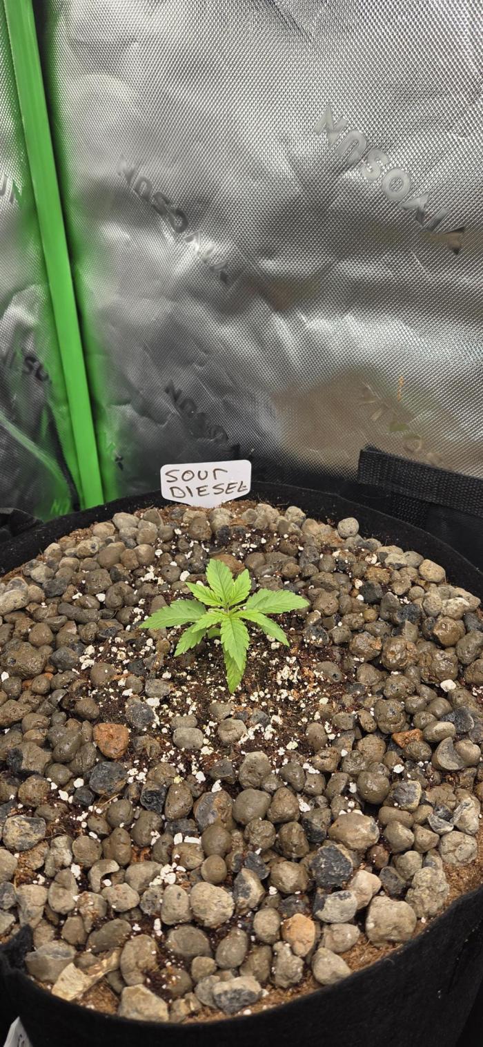 Silverleaf Auto Sour Diesel. Week 2