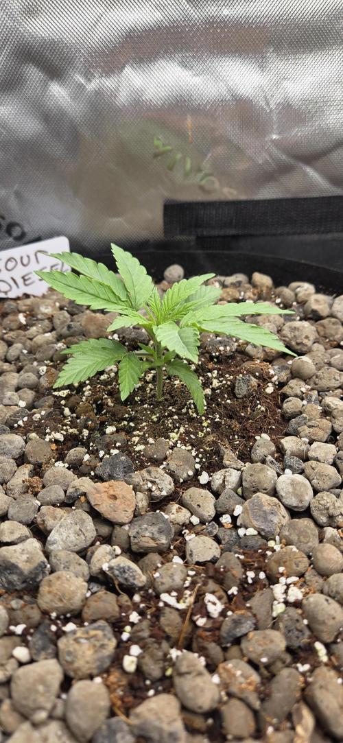 Silverleaf Auto Sour Diesel. Week 3