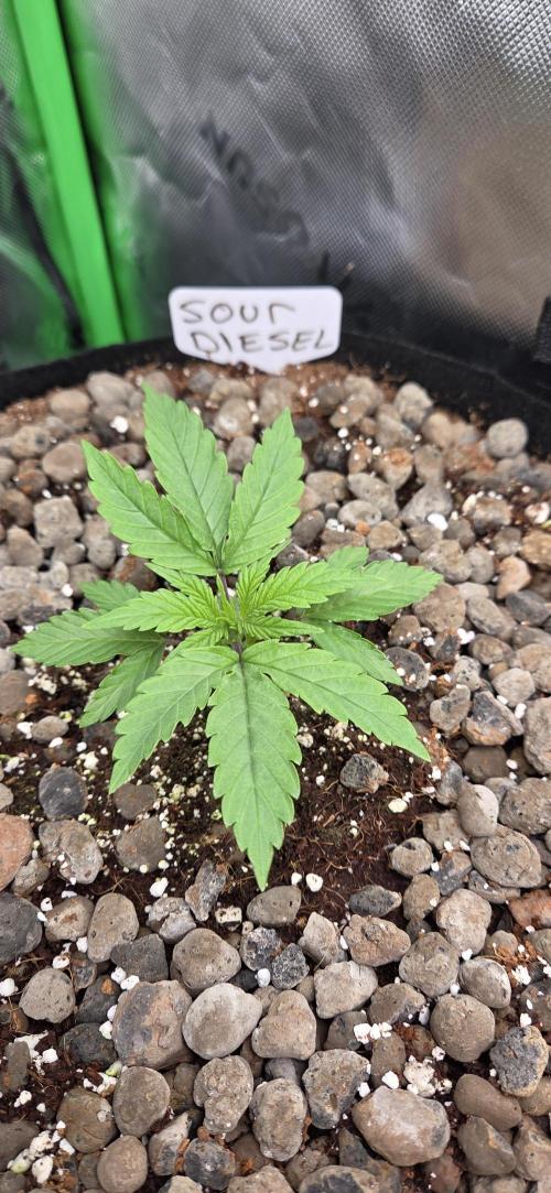 Silverleaf Auto Sour Diesel. Week 3