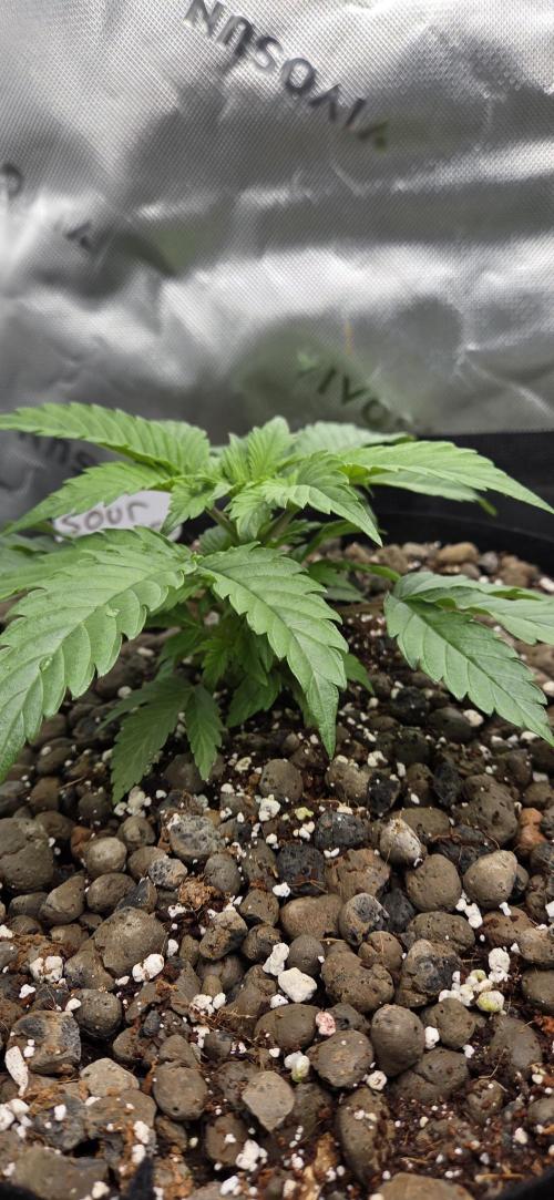 Silverleaf Auto Sour Diesel. Week 4