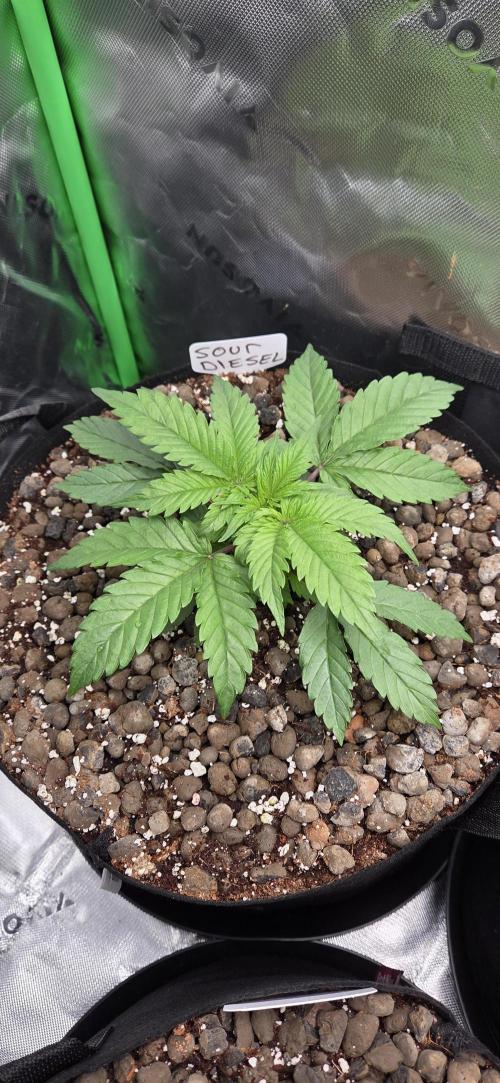 Auto Sour Diesel . Week 4