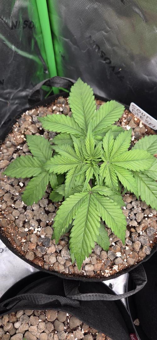 Silverleaf Auto Sour Diesel. Week 5