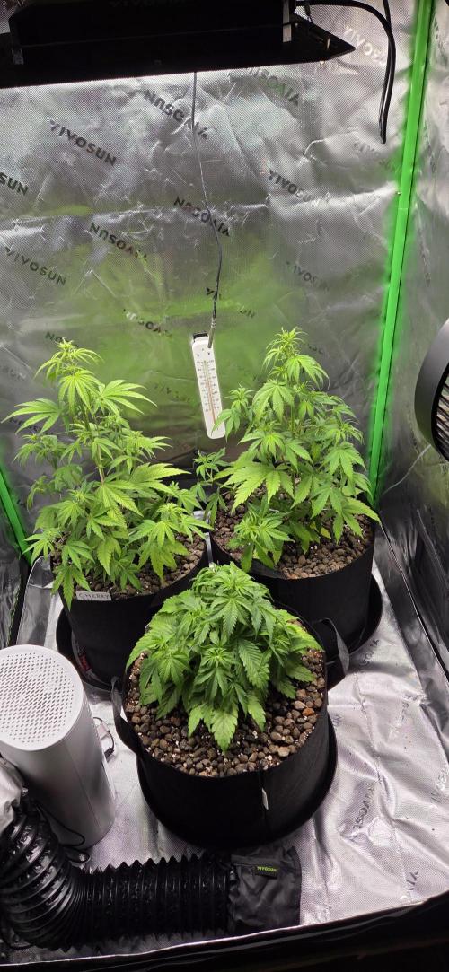 Silverleaf Auto Sour Diesel. Week 6