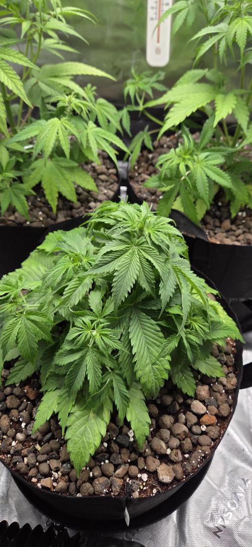 Silverleaf Auto Sour Diesel. Week 6
