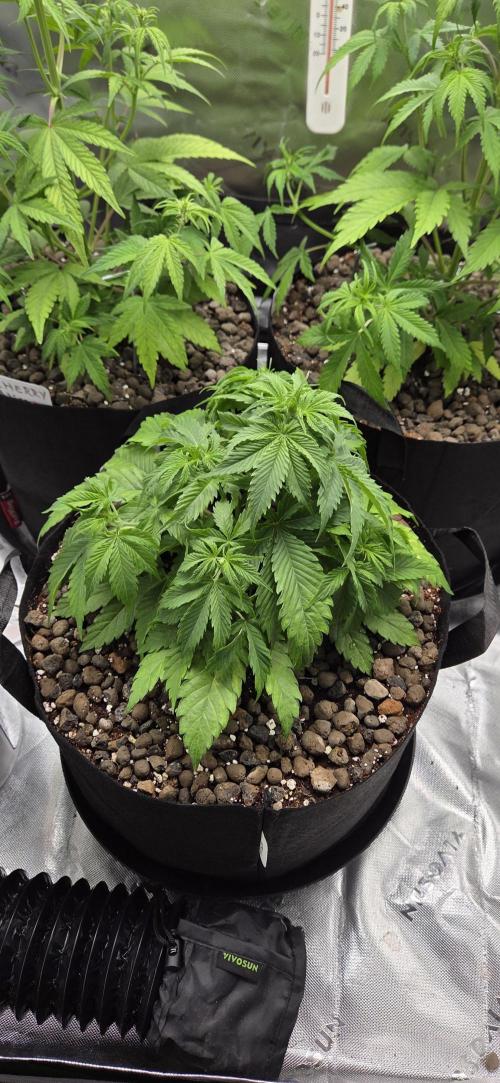 Silverleaf Auto Sour Diesel. Week 6