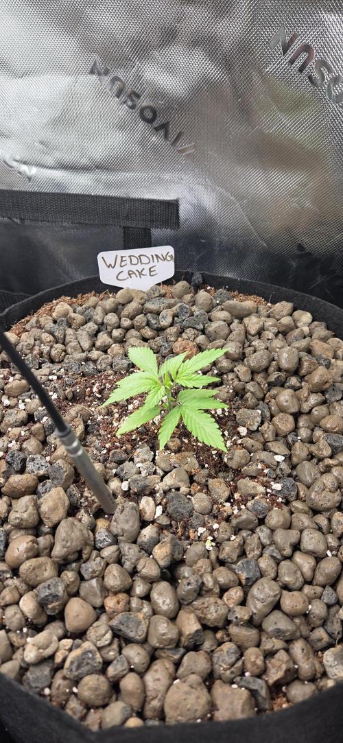 Wedding Cake. Week 0