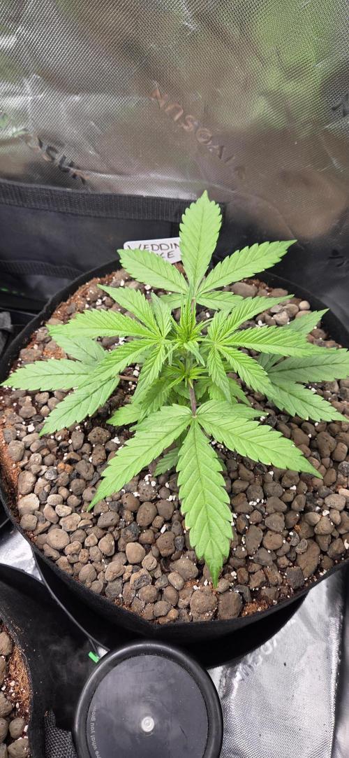 Wedding Cake. Week 0