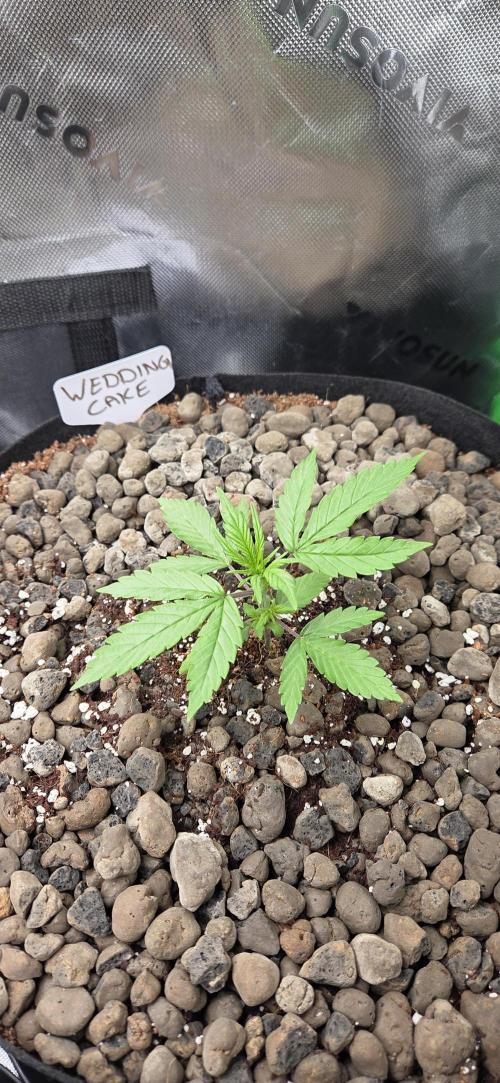 Wedding Cake. Week 1
