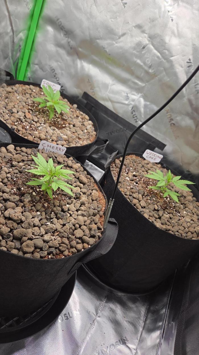 Wedding Cake. Week 3