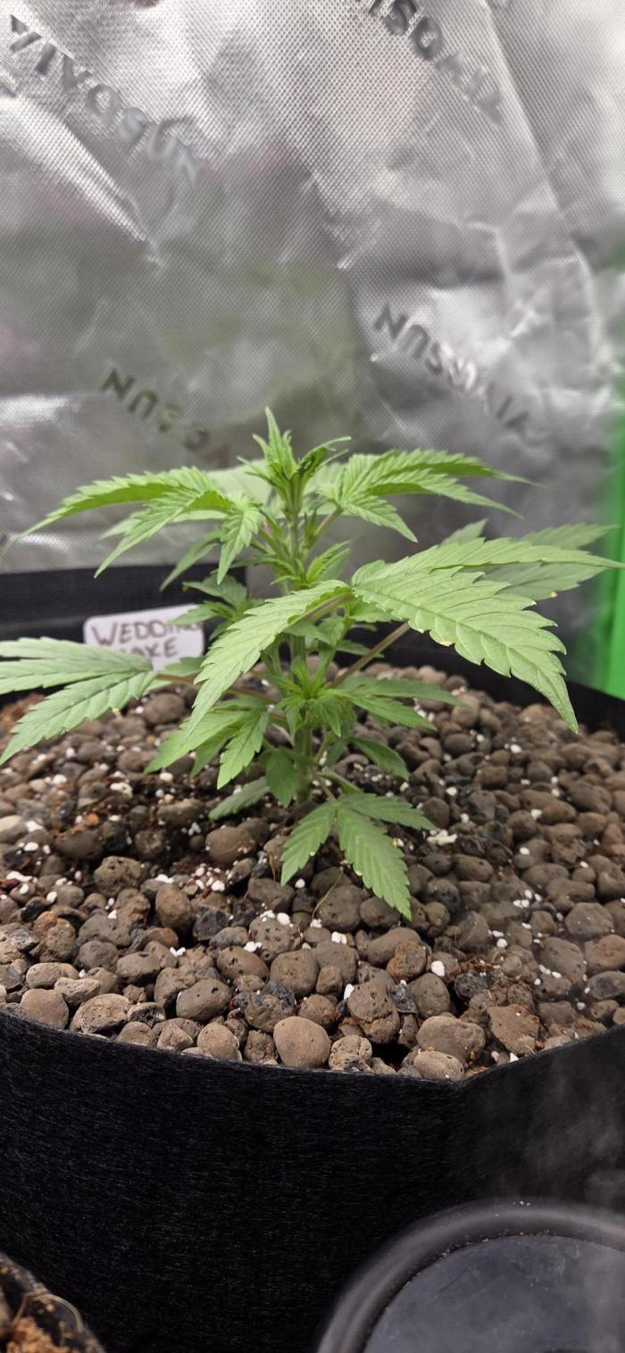 Wedding Cake. Week 4