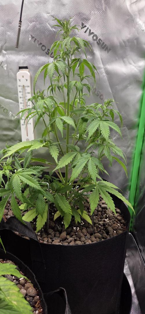 Wedding Cake. Week 6