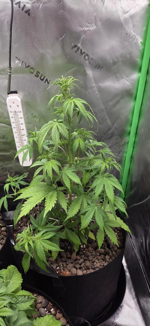 Wedding Cake. Week 6