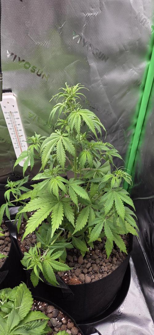 Grow Tent S538 60"x32"x80". Week 6