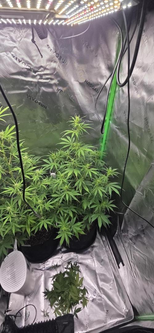 Wedding Cake. Week 7