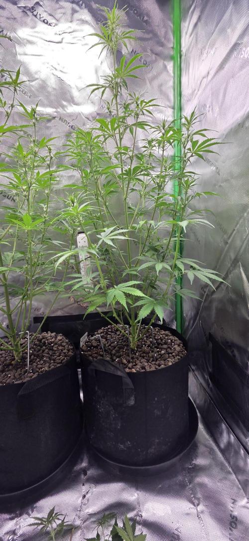 Wedding Cake. Week 7