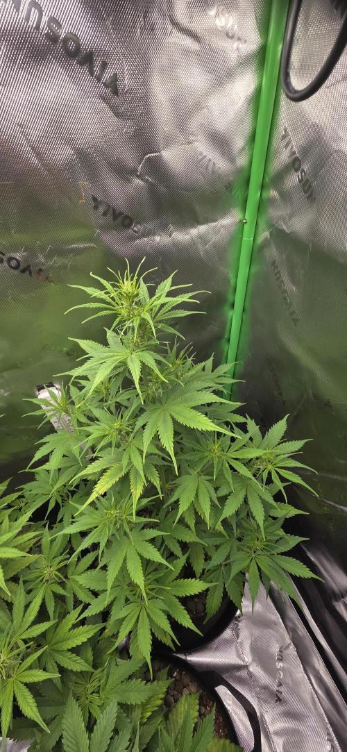 Wedding Cake. Week 7