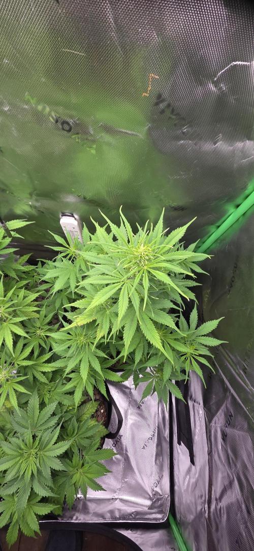 Wedding Cake. Week 7