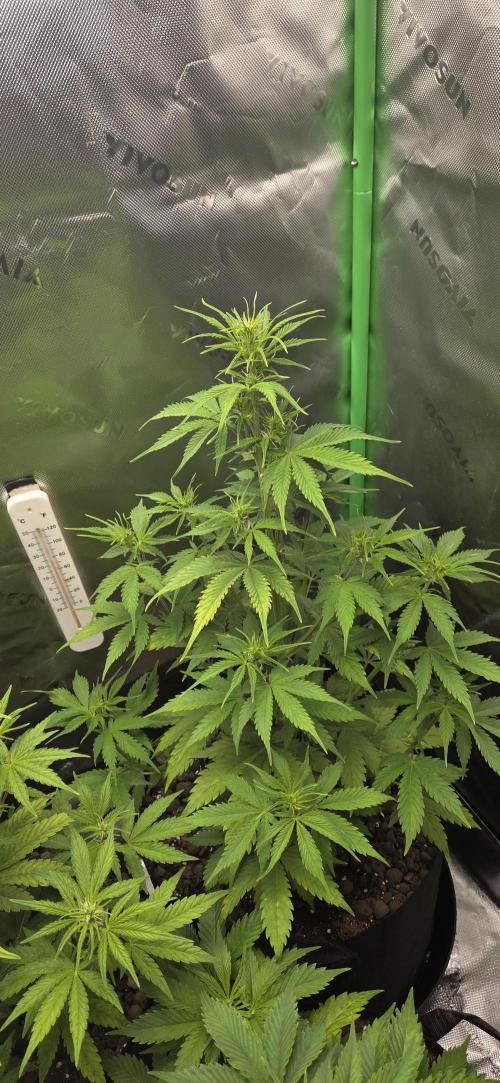 Wedding Cake. Week 7