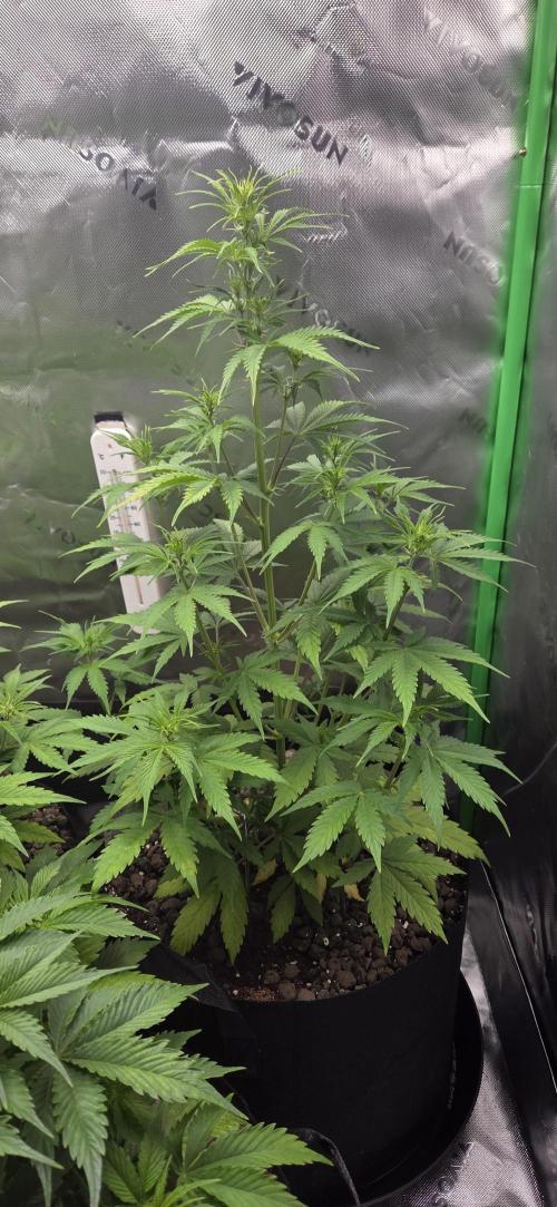 Grow Tent S538 60"x32"x80". Week 7