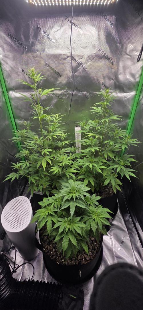 Silverleaf Auto Sour Diesel. Week 7