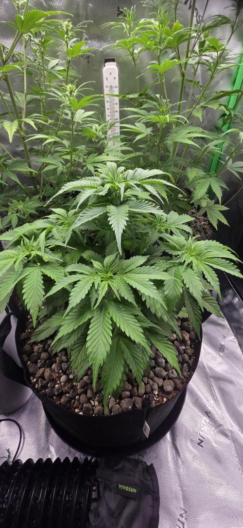 Silverleaf Auto Sour Diesel. Week 7