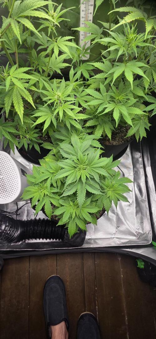Silverleaf Auto Sour Diesel. Week 7