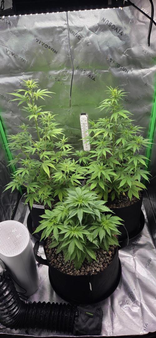 Silverleaf Auto Sour Diesel. Week 7