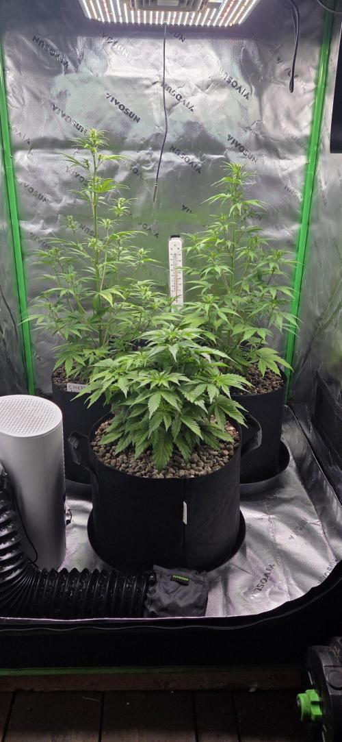 Auto Sour Diesel . Week 7