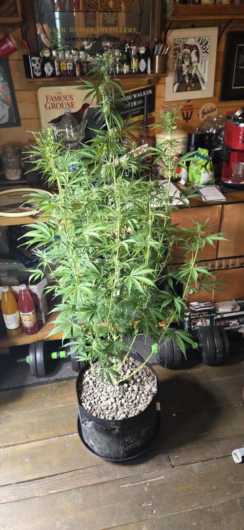 Wedding Cake. Week 9