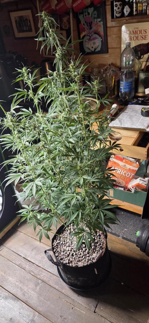 Wedding Cake. Week 9