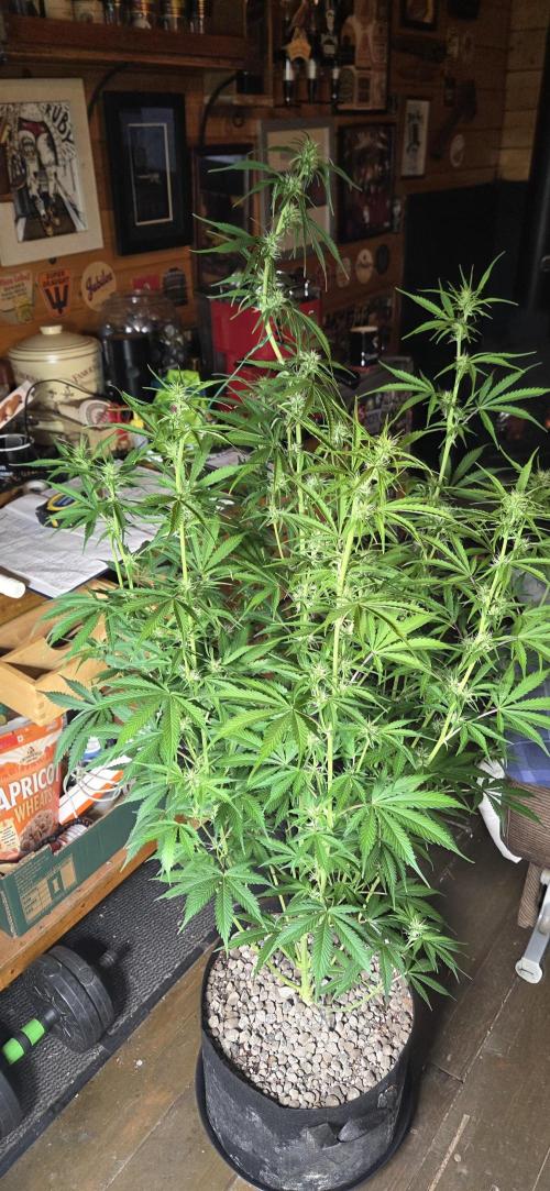 Grow Tent S538 60"x32"x80". Week 9